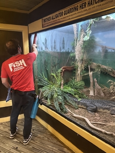window cleaner cleaning glass enclosure of an alligator