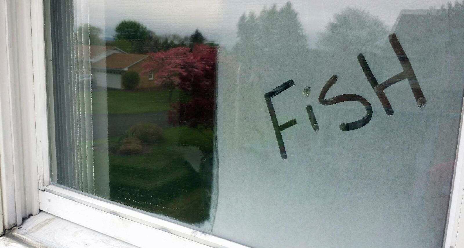Fish Window Cleaning Allentown, Bethlehem, Easton, Macungie