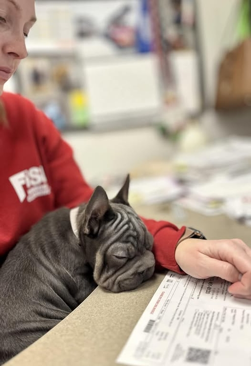 office dog