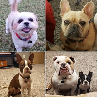 Collage of Owners' Dogs including a Shih Tzu, French Bulldog, Boston Terrier, Bulldog, and Boston Terrier Puppy