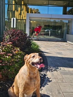 dog with tongue out standing in front of an all-glass building that a window cleaner is cleaning