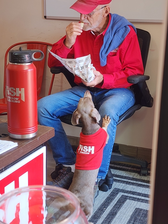 dog with fish shirt on with an older man