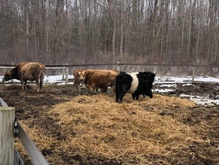Cows at Osso Farm Restaurant
