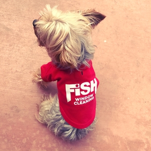 dog with fish shirt on