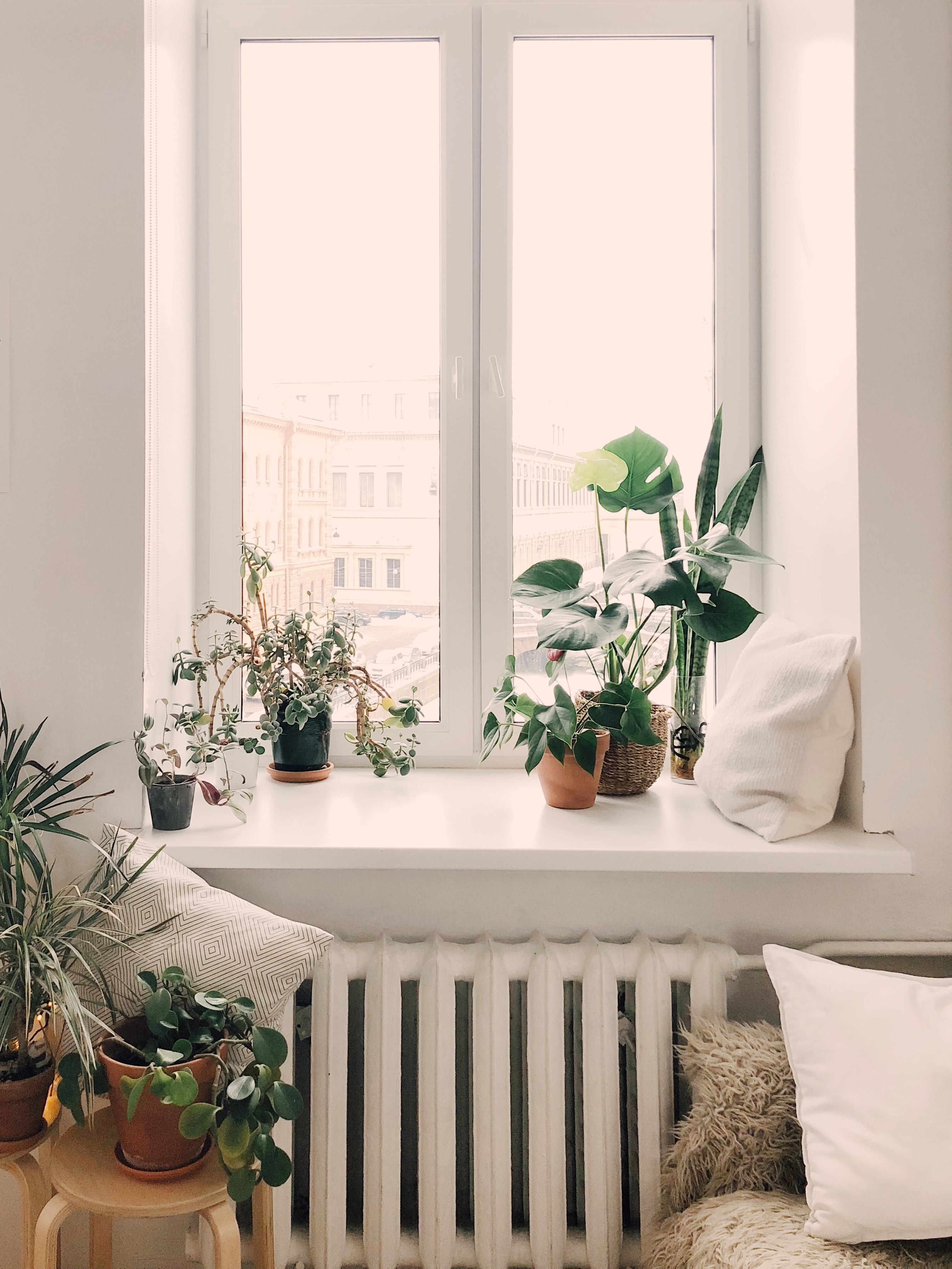 Window with Plants